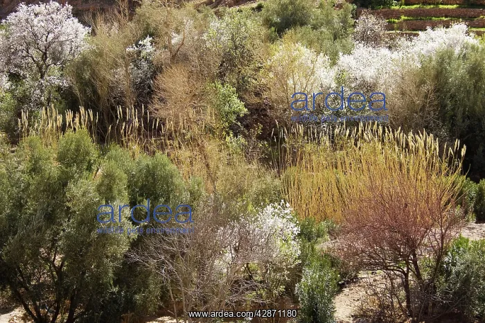 : Morocco - Almond trees in blossom among other lush : Morocco - Almond trees in blossom among other lush