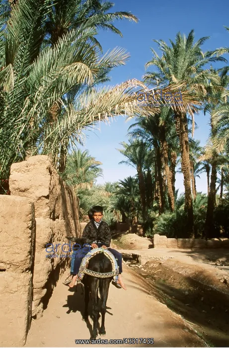 : MOROCCO - BERBER BOYS ON DONKEYS : MOROCCO - BERBER BOYS ON DONKEYS