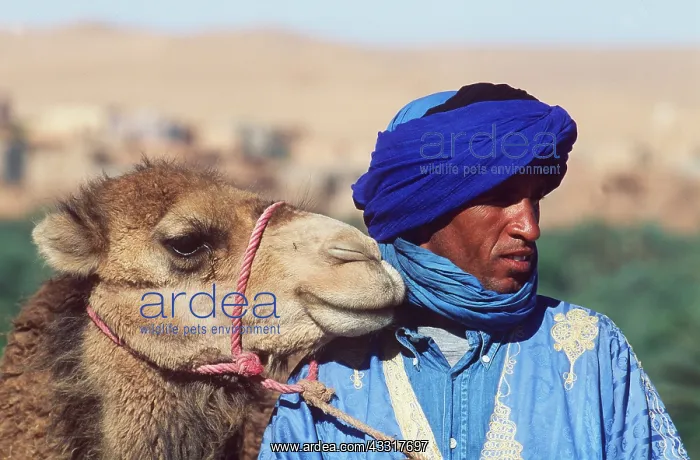 : Morocco - Berber with camel, dressed as Tuareg or Blue Man : Morocco - Berber with camel, dressed as Tuareg or Blue Man