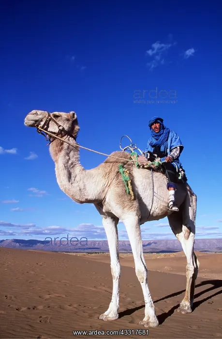 : MOROCCO - Berber on Dromedar Camel : MOROCCO - Berber on Dromedar Camel