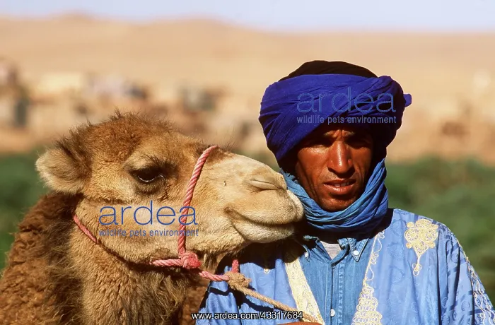 : Morocco - Berber with Dromedary Camel, dressed as : Morocco - Berber with Dromedary Camel, dressed as