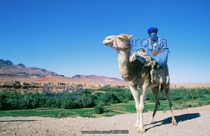 : Morocco - Berber man on camel : Morocco - Berber man on camel