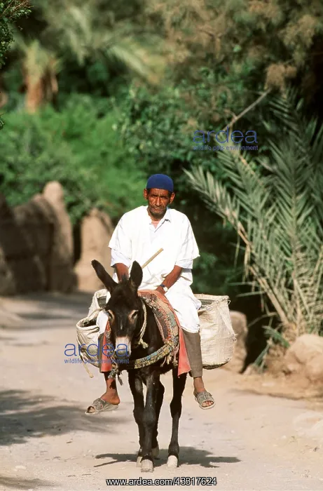 : MOROCCO - BERBER MAN ON DONKEY : MOROCCO - BERBER MAN ON DONKEY