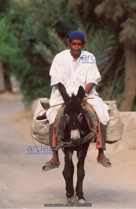  : Morocco - Berber man riding donkey