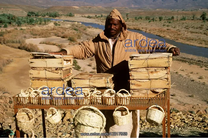 : MOROCCO - Berber selling souvenirs and dates : MOROCCO - Berber selling souvenirs and dates