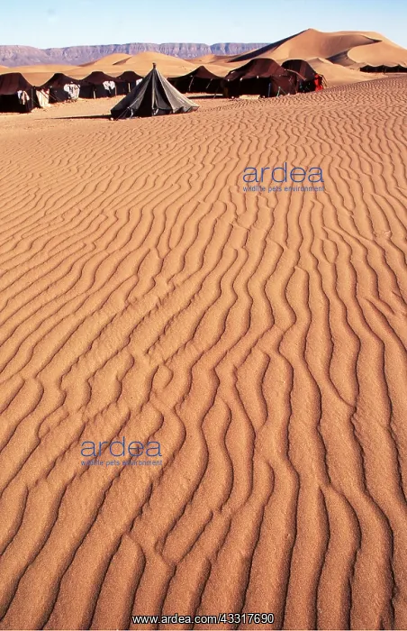: MOROCCO - Berber tents in Draa Valley, south of : MOROCCO - Berber tents in Draa Valley, south of
