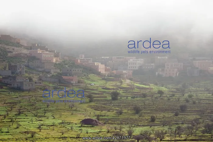 : Morocco - Berber village in the Anti-Atlas mountains : Morocco - Berber village in the Anti-Atlas mountains