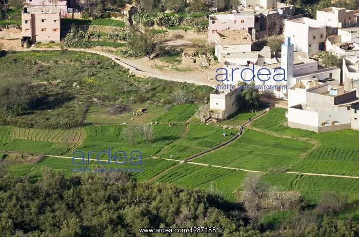 : Morocco - Berber village and fertile fields in : Morocco - Berber village and fertile fields in