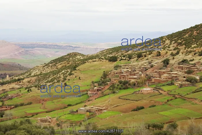 : Morocco - Berber village in the northern foothills : Morocco - Berber village in the northern foothills