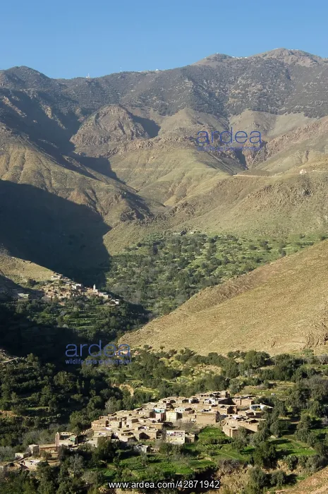 : Morocco - Berber villages and terraced fields in : Morocco - Berber villages and terraced fields in