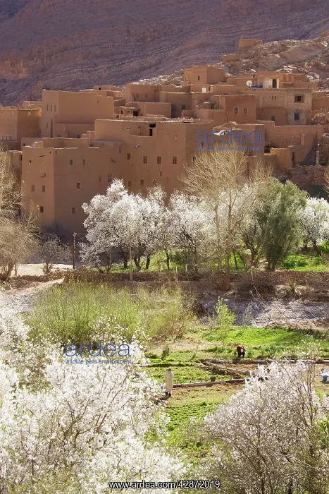 : Morocco - Blooming almond trees and ksar (= fortified : Morocco - Blooming almond trees and ksar (= fortified