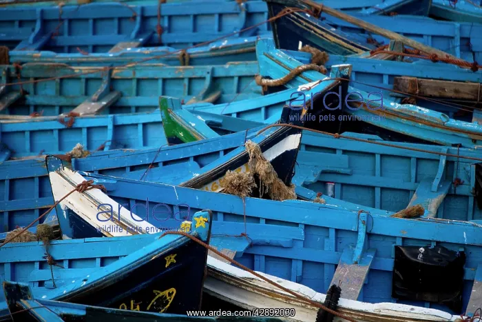  : Morocco - blue boats