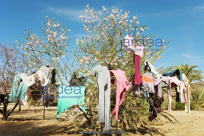 : Morocco - The branches of an almond tree (Prunus : Morocco - The branches of an almond tree (Prunus