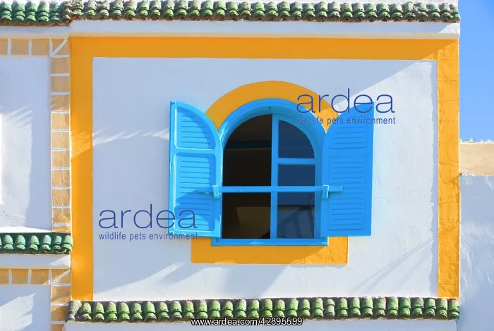 : Morocco - brightly coloured house wall & window : Morocco - brightly coloured house wall & window