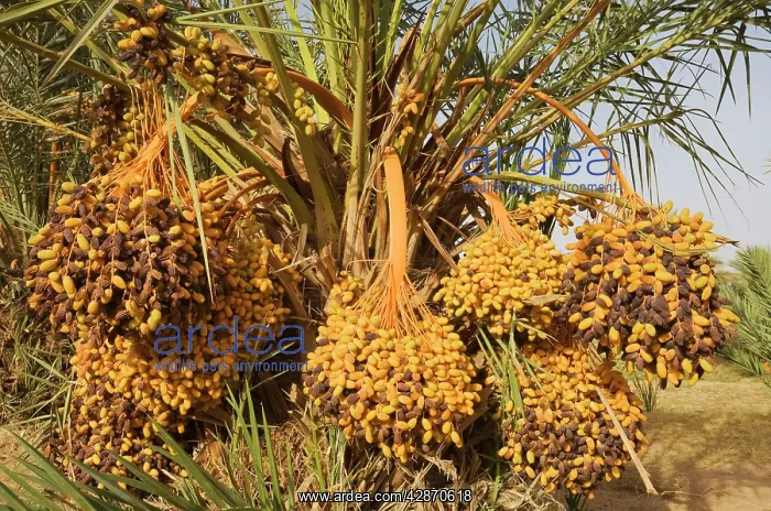 : Morocco - Bunches of ripe dates at a date palm : Morocco - Bunches of ripe dates at a date palm