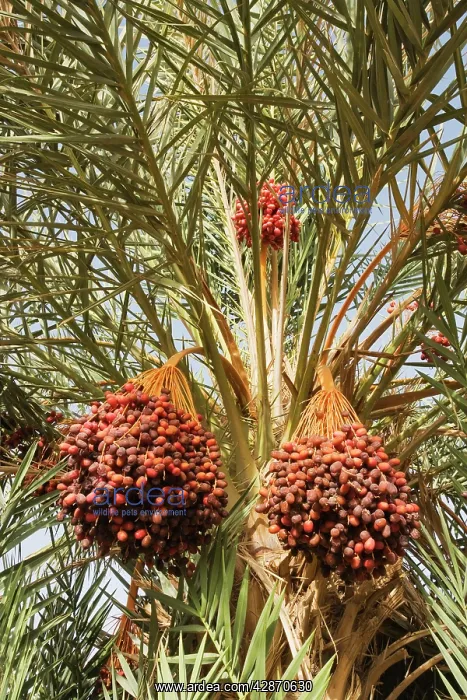 : Morocco - Bunches of ripe dates at a date palm : Morocco - Bunches of ripe dates at a date palm