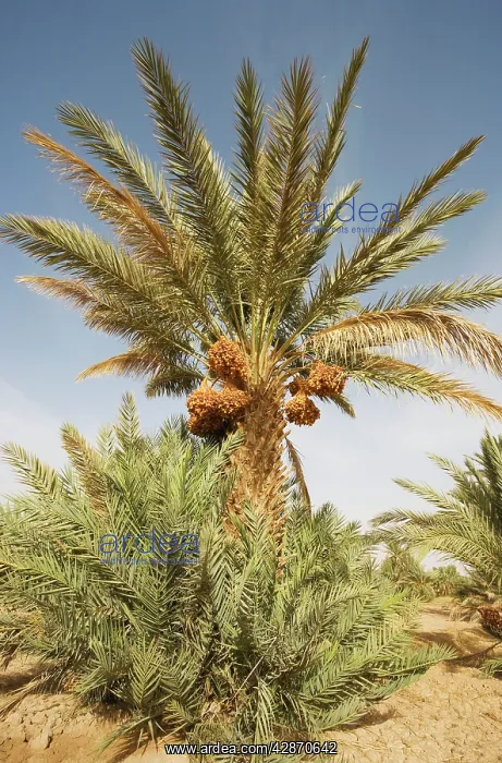 : Morocco - Bunches of ripe dates at a date palm : Morocco - Bunches of ripe dates at a date palm