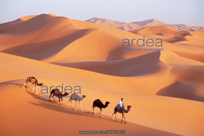 : Morocco - Camel train, Berber with Dromedary Camels : Morocco - Camel train, Berber with Dromedary Camels