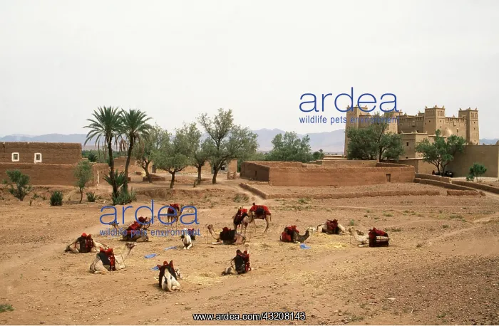 : MOROCCO - Camels wait for tourists : MOROCCO - Camels wait for tourists