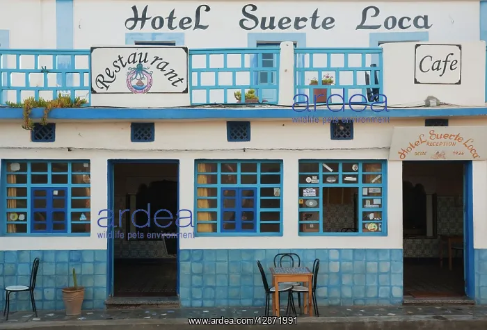 : Morocco - The characterful Hotel Suerte Loca ('Crazy : Morocco - The characterful Hotel Suerte Loca ('Crazy
