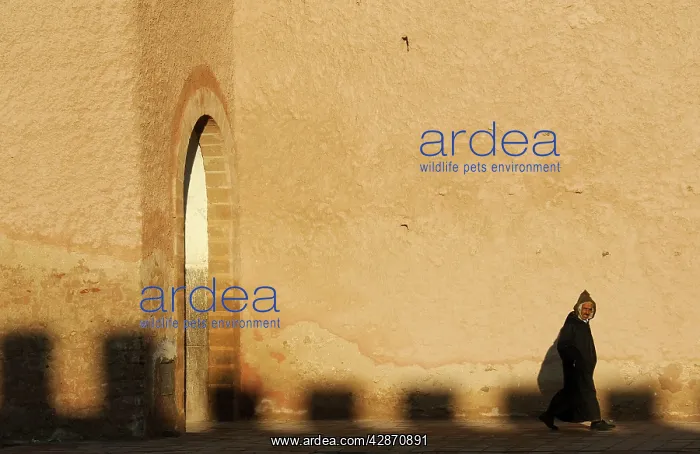 : Morocco - The city wall of Essaouira, which lies : Morocco - The city wall of Essaouira, which lies