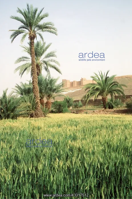 : MOROCCO - Cornfield & Date Palmery : MOROCCO - Cornfield & Date Palmery