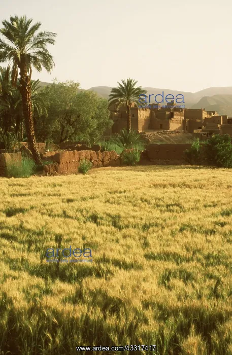 : Morocco - cornfields and Tamnougalt village in May : Morocco - cornfields and Tamnougalt village in May