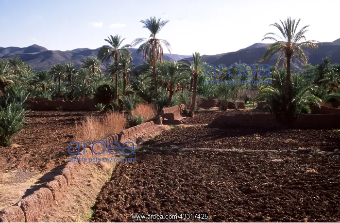 : MOROCCO - CULTIVATED LAND : MOROCCO - CULTIVATED LAND