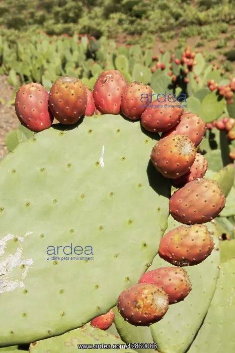 : Morocco - Cultivated prickly pear with fruits near : Morocco - Cultivated prickly pear with fruits near