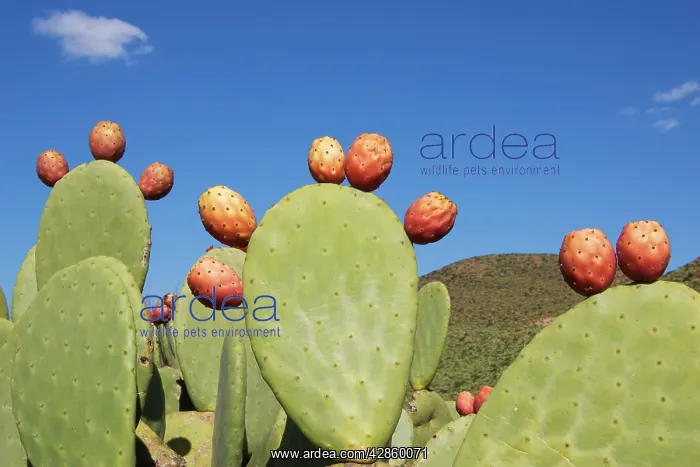 : Morocco - Cultivated prickly pear with fruits near : Morocco - Cultivated prickly pear with fruits near