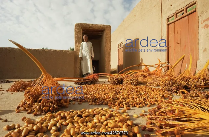 : Morocco - During the date harvest in October the : Morocco - During the date harvest in October the