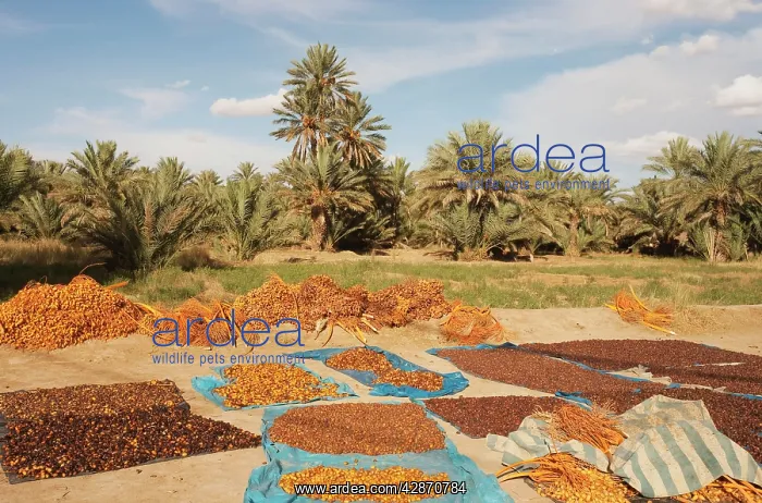 : Morocco - During the date harvest in October the : Morocco - During the date harvest in October the