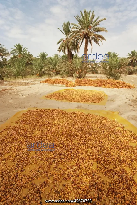 : Morocco - During the date harvest in October the : Morocco - During the date harvest in October the