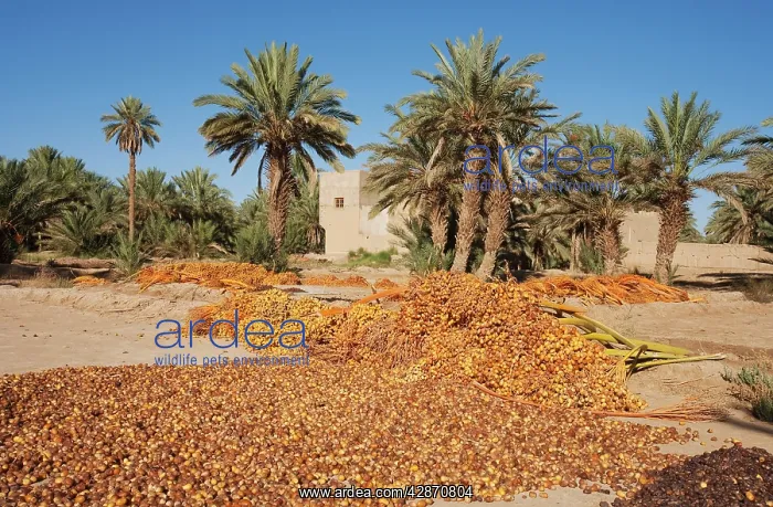 : Morocco - During the date harvest in October the : Morocco - During the date harvest in October the
