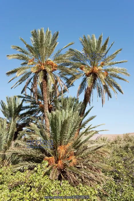 : Morocco - Date palms with bunches of ripe dates : Morocco - Date palms with bunches of ripe dates