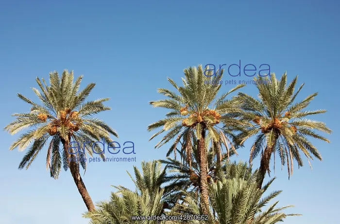 : Morocco - Date palms with bunches of ripe dates : Morocco - Date palms with bunches of ripe dates