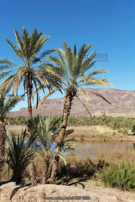 : Morocco - Date palms, Drn a river and the famous : Morocco - Date palms, Drn a river and the famous