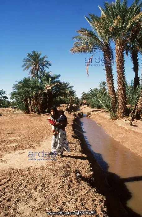 : MOROCCO - Date Palms in Palmery of Oulad Driss : MOROCCO - Date Palms in Palmery of Oulad Driss