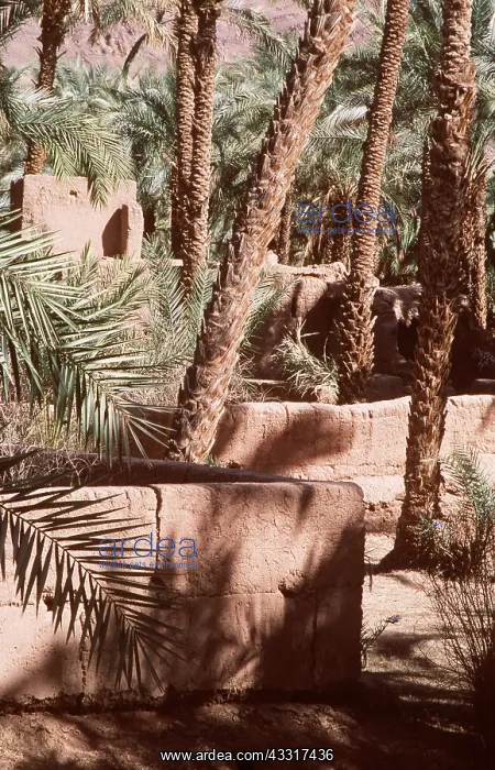 : MOROCCO - Date palms (Phoenix dagtilifera) : MOROCCO - Date palms (Phoenix dagtilifera)