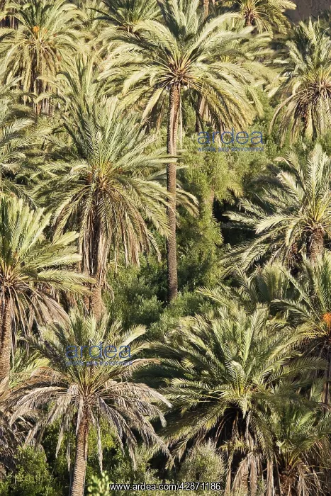 : Morocco - Date palms in the so-called Paradise : Morocco - Date palms in the so-called Paradise