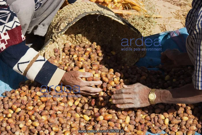 : Morocco - The dates in the palmeries of Rissani : Morocco - The dates in the palmeries of Rissani