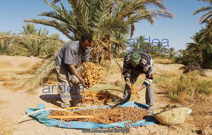: Morocco - The dates in the palmeries of Rissani : Morocco - The dates in the palmeries of Rissani