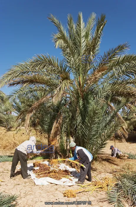 : Morocco - The dates in the palmeries of Rissani : Morocco - The dates in the palmeries of Rissani