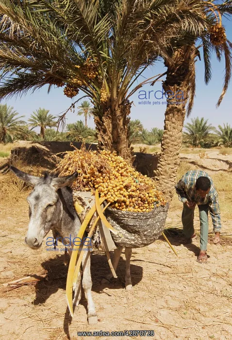 : Morocco - The dates in the palmeries of Rissani : Morocco - The dates in the palmeries of Rissani