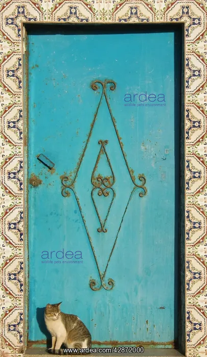 : Morocco - Door typically painted in blue and fraimed : Morocco - Door typically painted in blue and fraimed