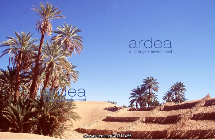 : MOROCCO - Dried stalks being used to slow advancing : MOROCCO - Dried stalks being used to slow advancing