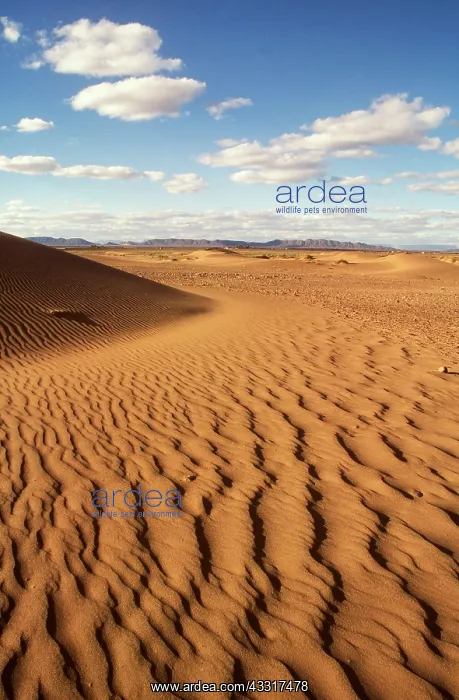 : MOROCCO - DUNES : MOROCCO - DUNES