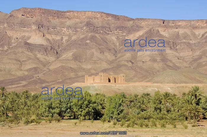 : Morocco - The famous Kasbah (= fortress) Tamnougalt : Morocco - The famous Kasbah (= fortress) Tamnougalt
