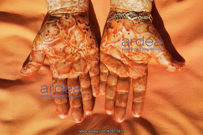 : Morocco - On festive occasions the hands of women : Morocco - On festive occasions the hands of women