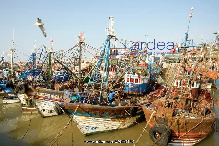 : Morocco fishing boats in harbour : Morocco fishing boats in harbour